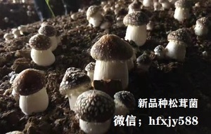 大球盖菇高产栽培技术要点