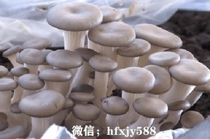 平菇发酵料栽培技术：发菌期的管理