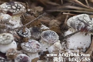 大球盖菇出菇管理技术