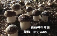制作松茸菌母种的常用配方有；