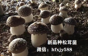 桂北大球盖菇高效栽培技术