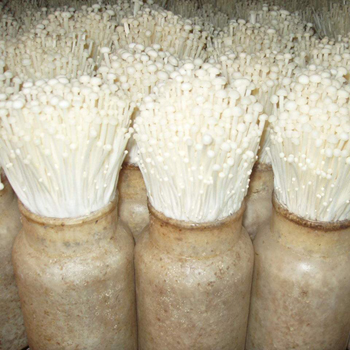 ​反季节如何种金针菇 反季节金针菇培育方法，金针菇种植技术，食用菌种植技术，食用菌种植技术培训学校