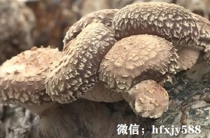 高寒地区反季节香菇栽培技术