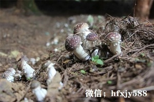 大球盖菇露地栽培技术