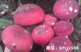 大红菇怎么种？大红菇实用栽培技术