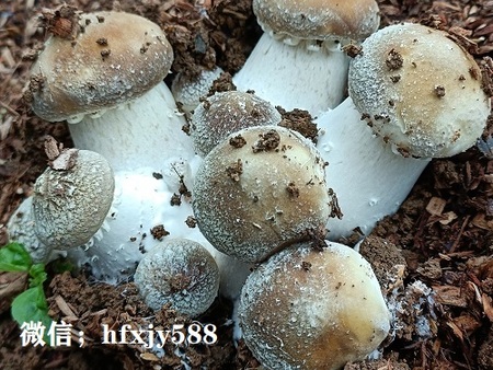 “稻-菇”轮作模式大球盖菇栽培技术