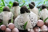 红托竹荪菌种制作技术