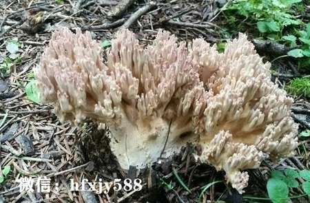 白参菌的生物学特性及适用栽培技术