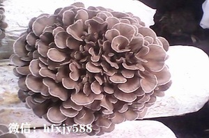 绣球菌的生物学特性及生长环境条件
