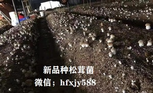 赤松茸高产栽培技术