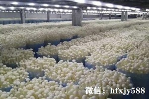 正确的金针菇种植技术与方法