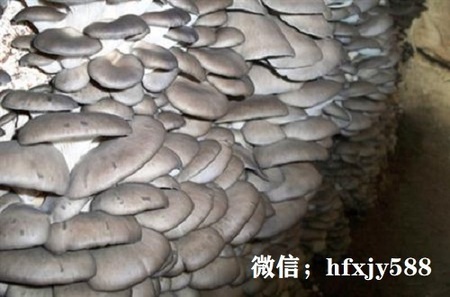 注意了！冬季种平菇要做好这些管理