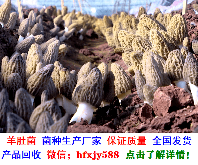 羊肚菌；六妹 七妹 梯棱……等菌种制作及高产栽培新技术，菌种销售，产品包销售.png